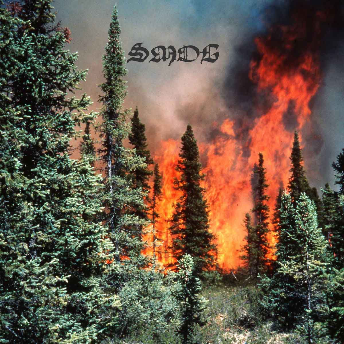 Forest fires is. Forest Fire. Fire in the Forest. Fair in Forest. Forest Fires how to protect Forest.