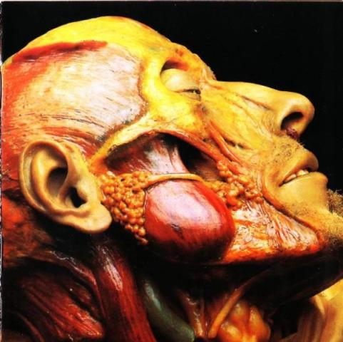 Lymphatic Phlegm - Show-Off Cadavers - The Anatomy of Self Display