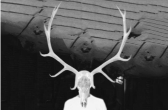 Shrouded Elk - Photo