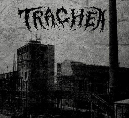 Trachea - Trachea